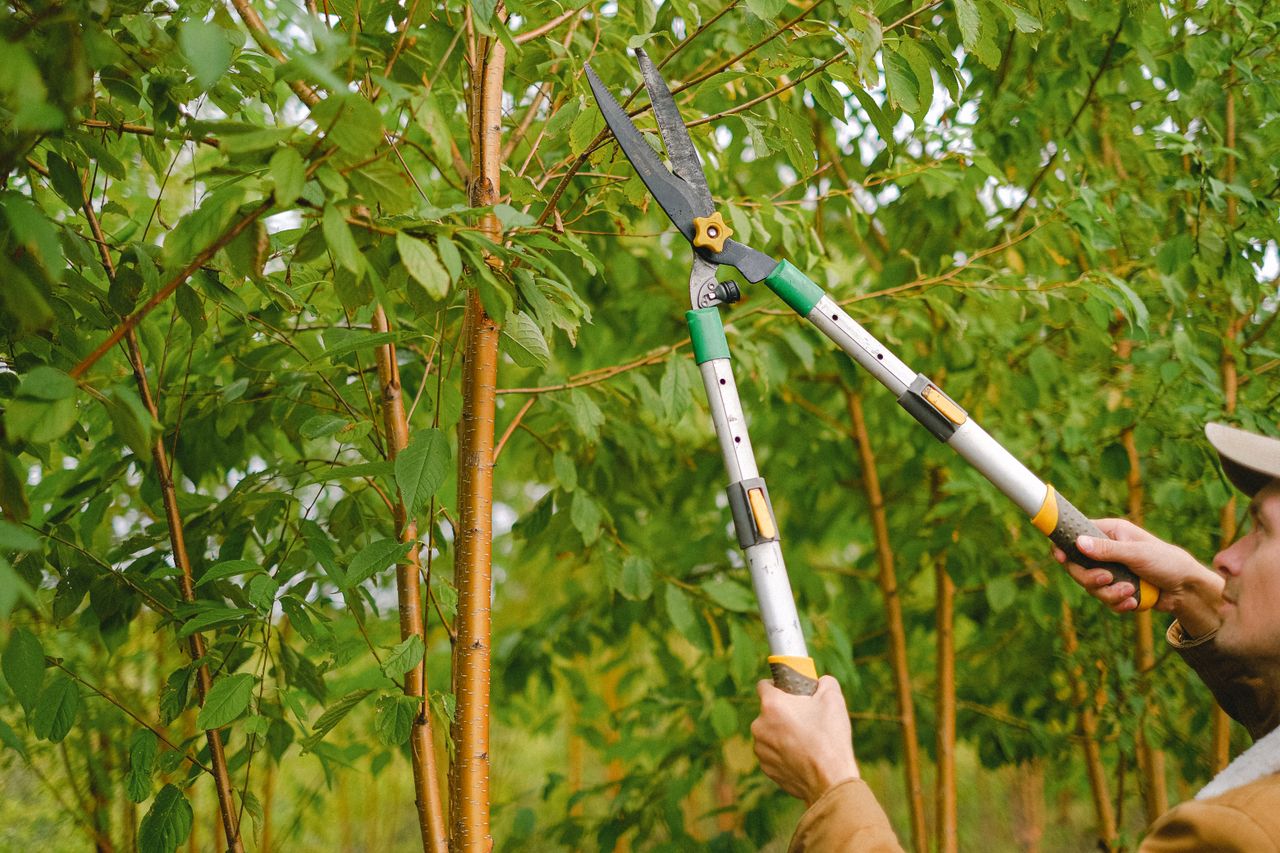 Evolution Forestry trimming a tree